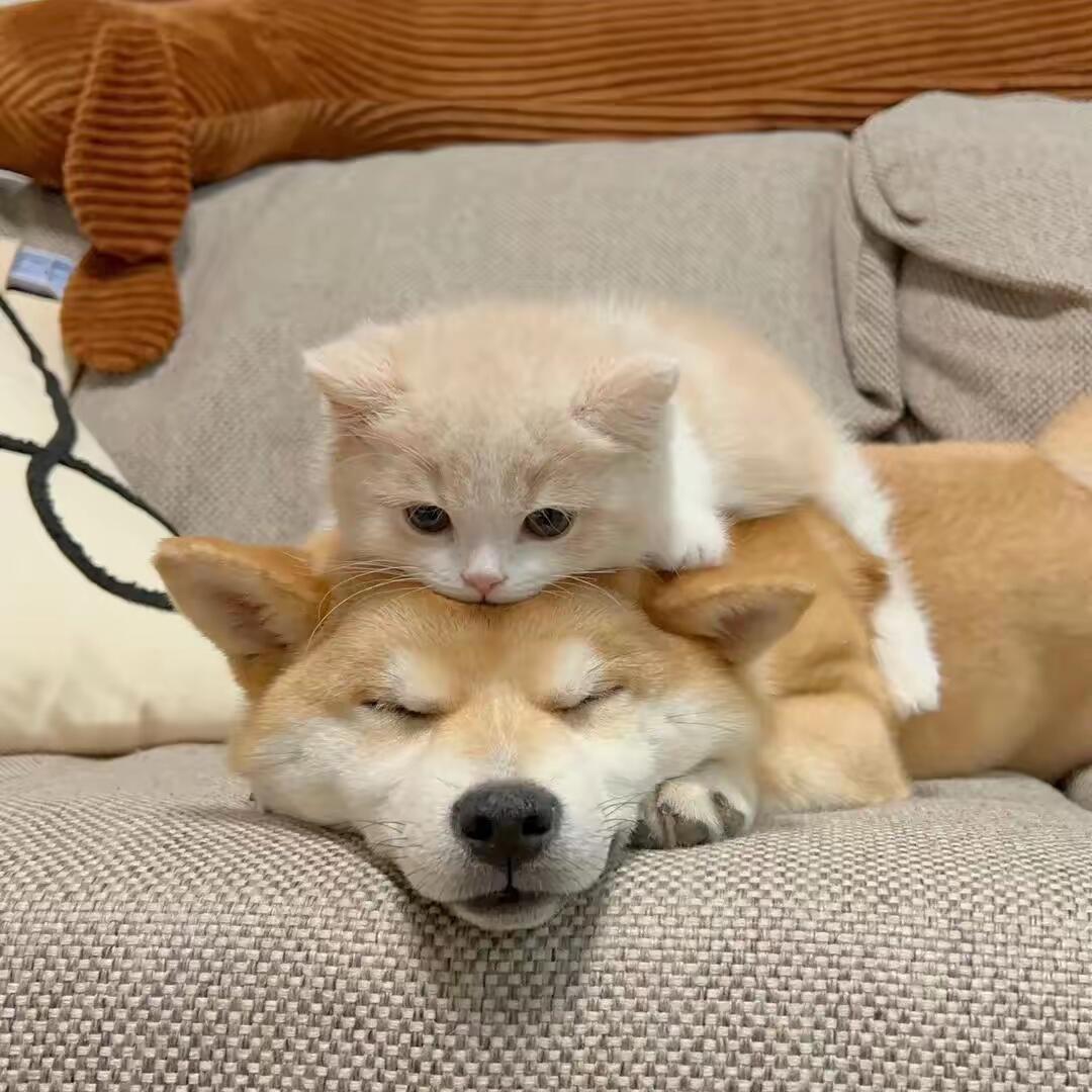 大型猫狗基地（看宠打主页☎️）