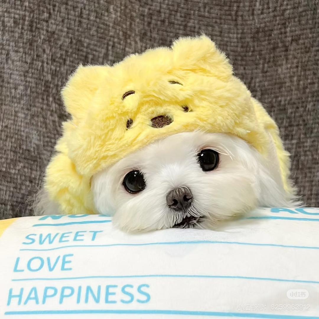 ໒꒰ྀི๑•͈ ༝ •͈๑꒱ྀི১