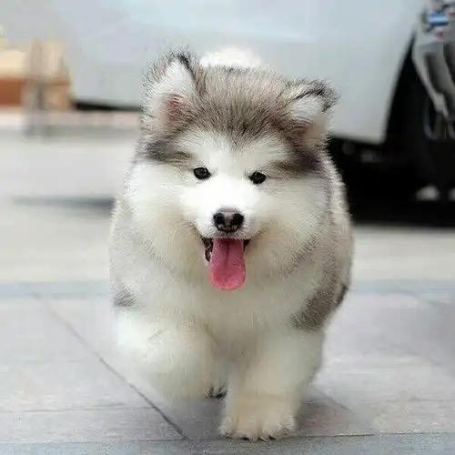 新新家的阿拉斯加