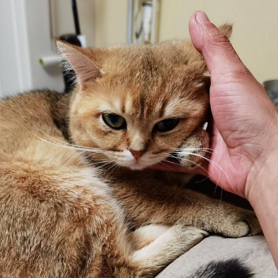 张大民是只猫