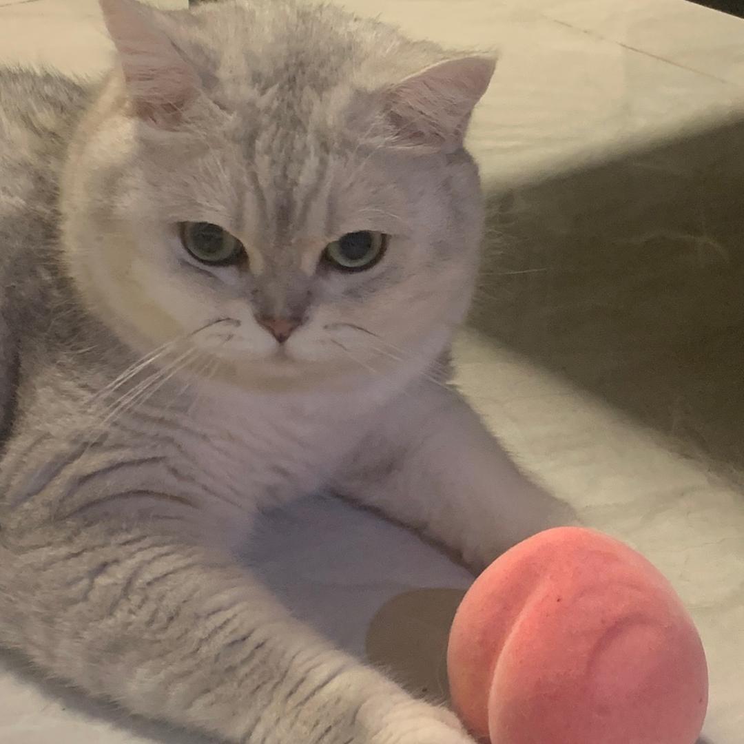 抱抱是只猫