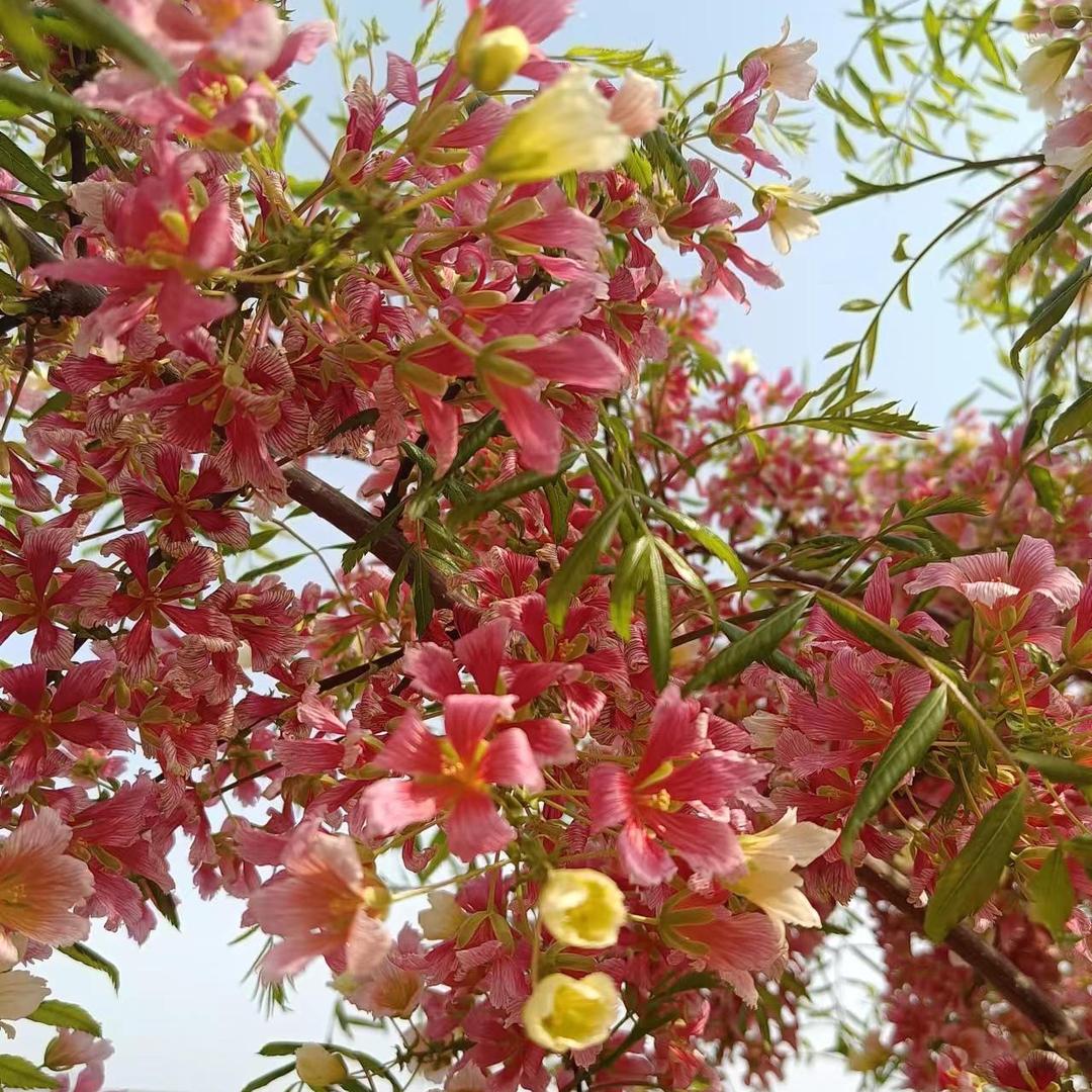 七彩文冠苗圃（果然唯一指定合作伙伴）