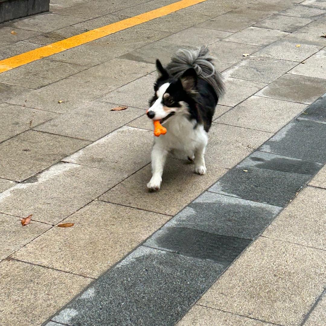 爱剩饭的豆包