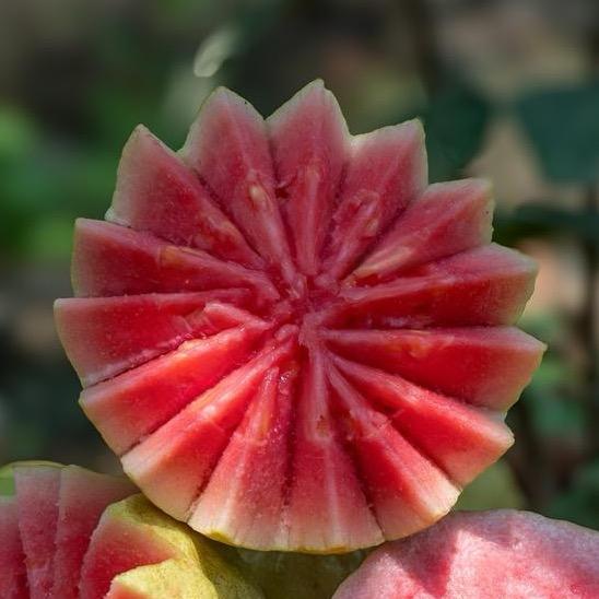 岭南水乡农产品优选