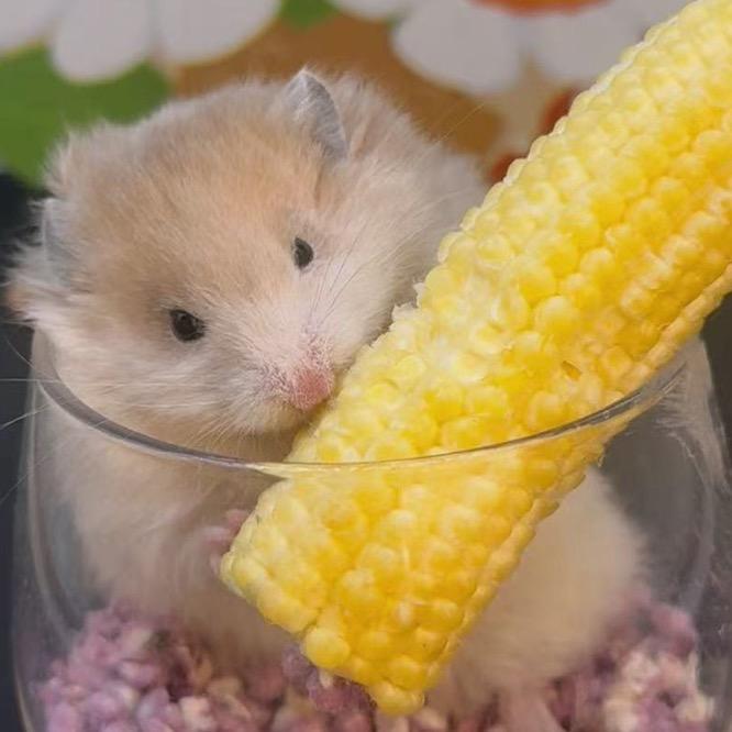 萌卡依宠物生活坊