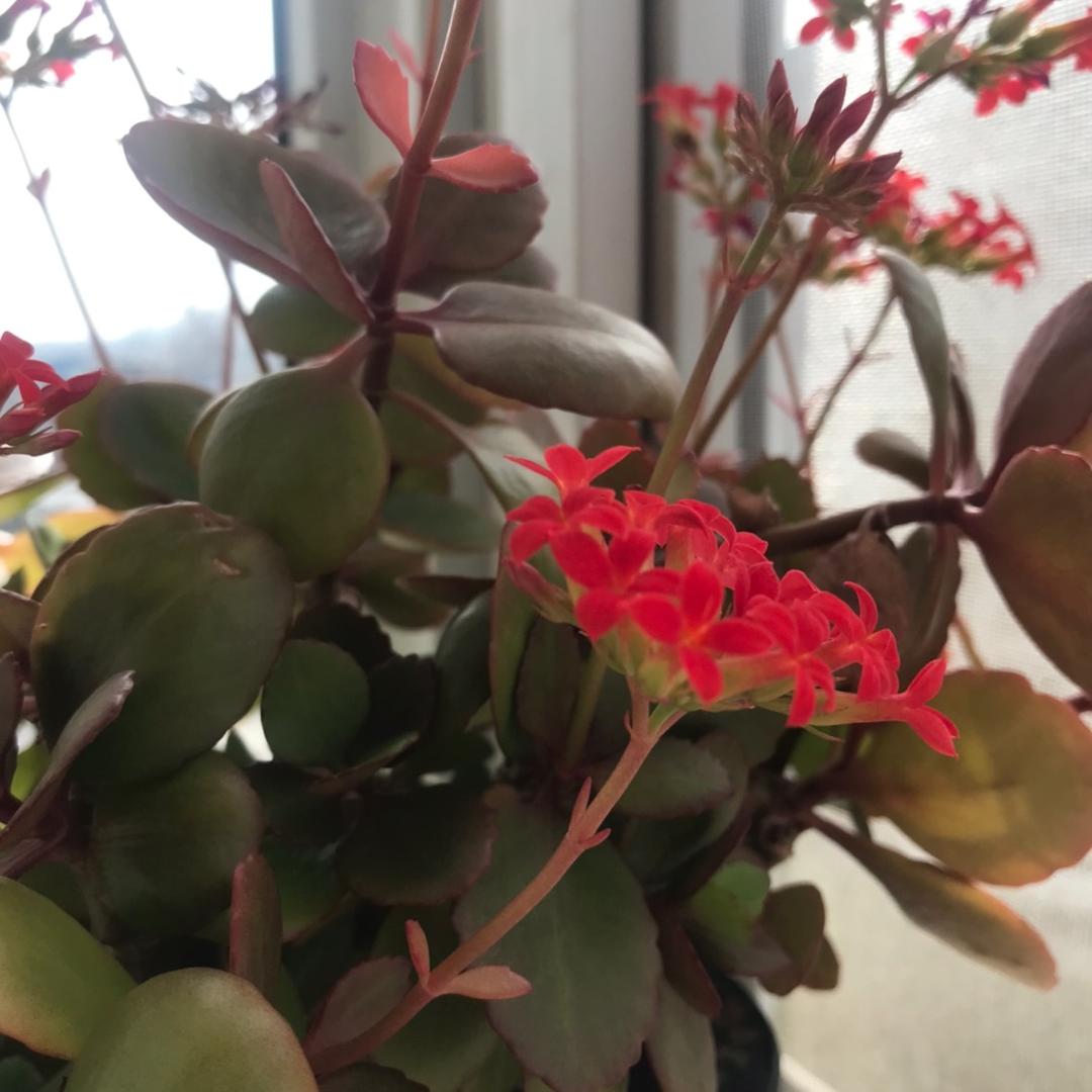 🌟吉星高照🌟