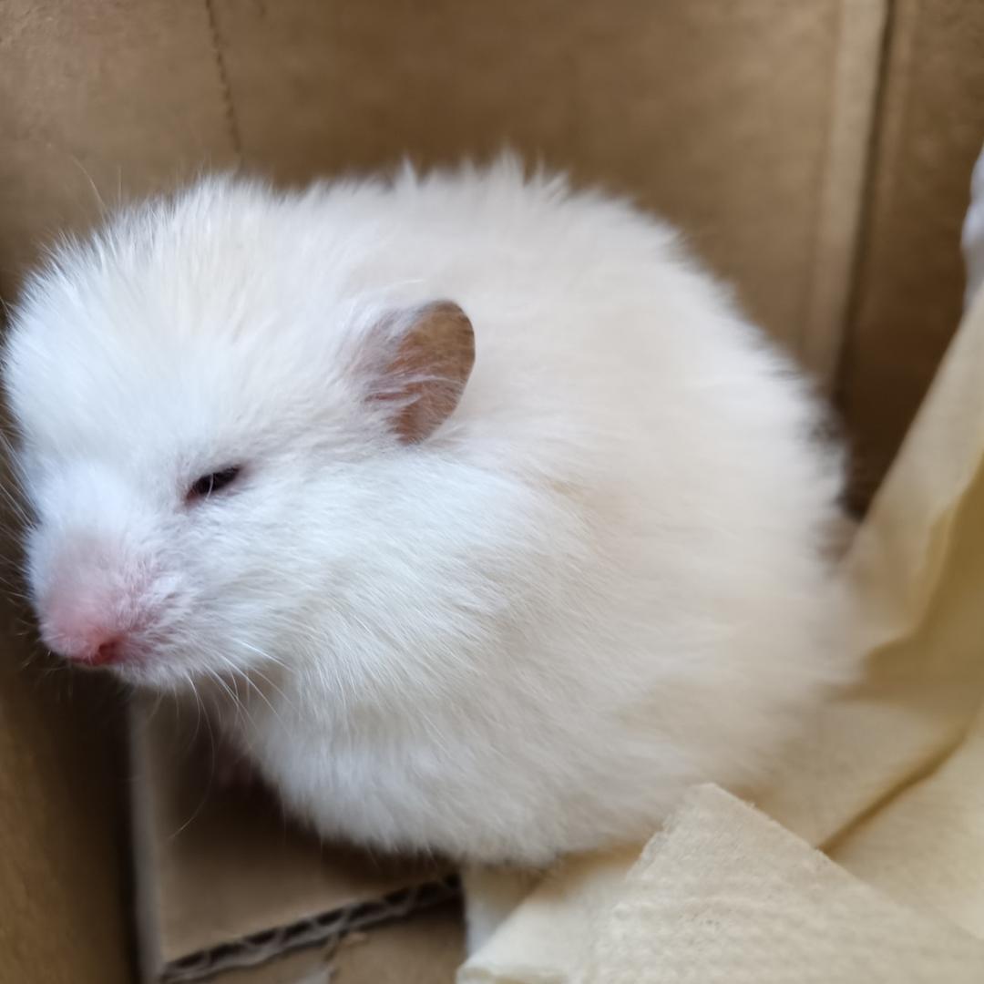 莱比锡巨蟹珍珠