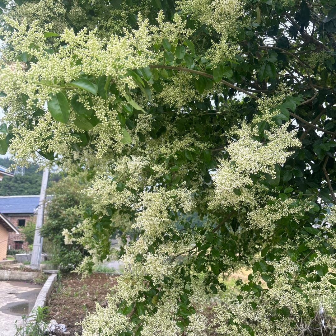 丑小鸭想变白天鹅