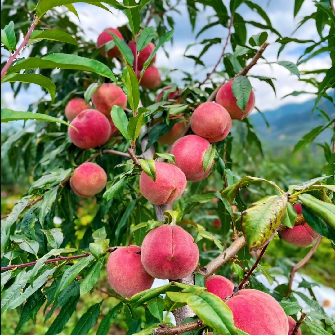 蒙阴蜜桃之都果园