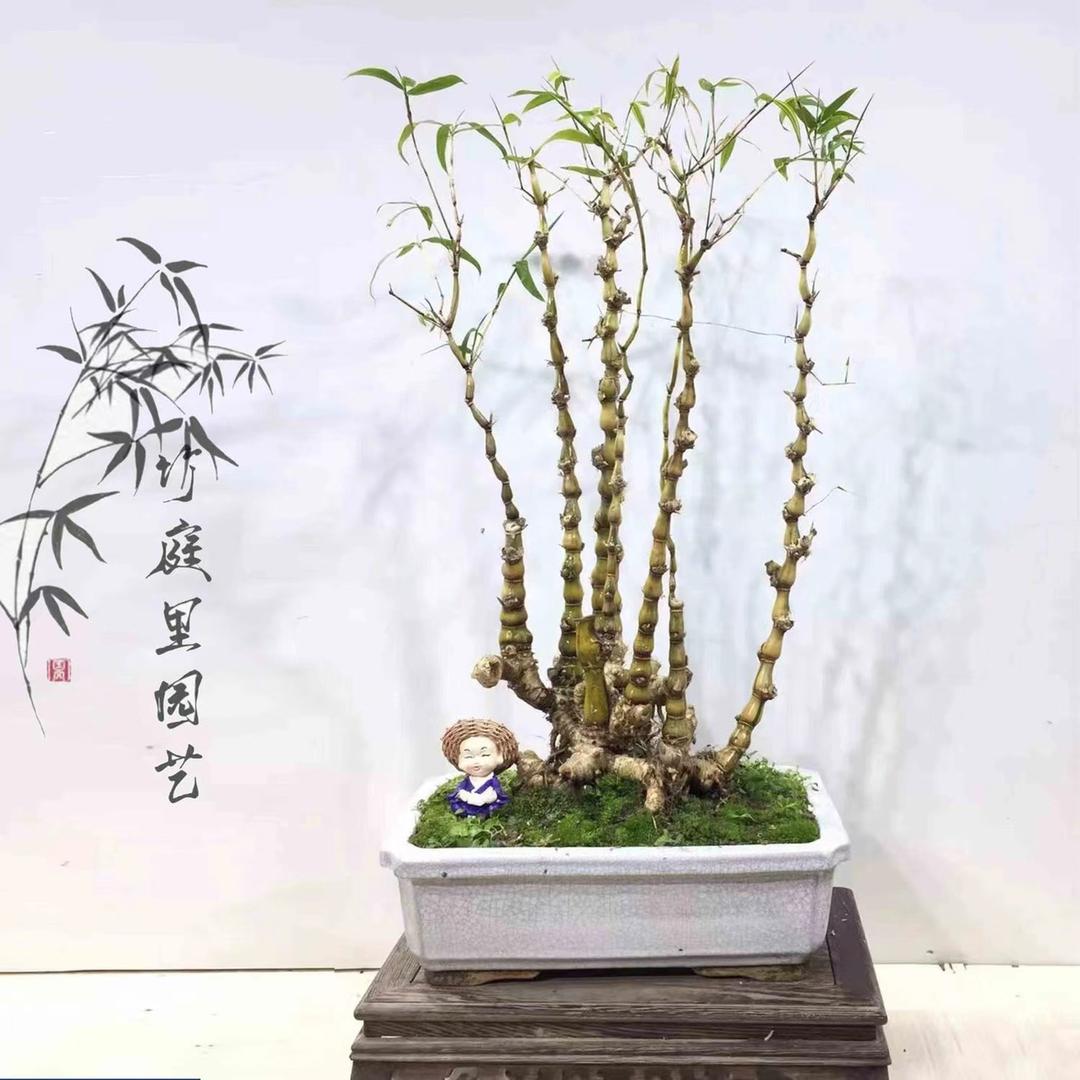 竹庭里园艺