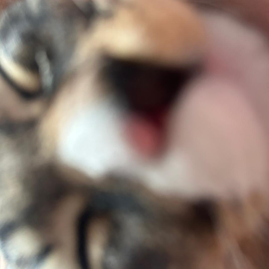 虎砸仔崽宰