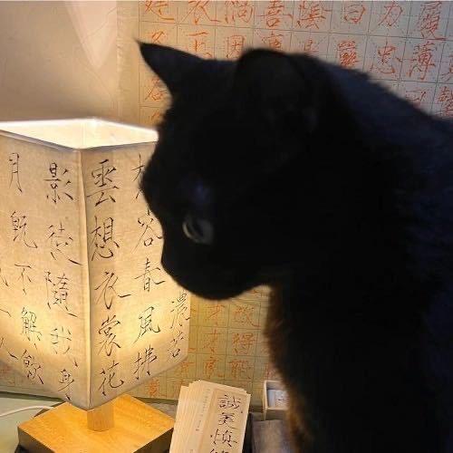 胖什么虎
