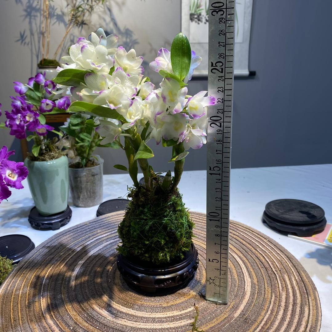 兰蜜香花卉