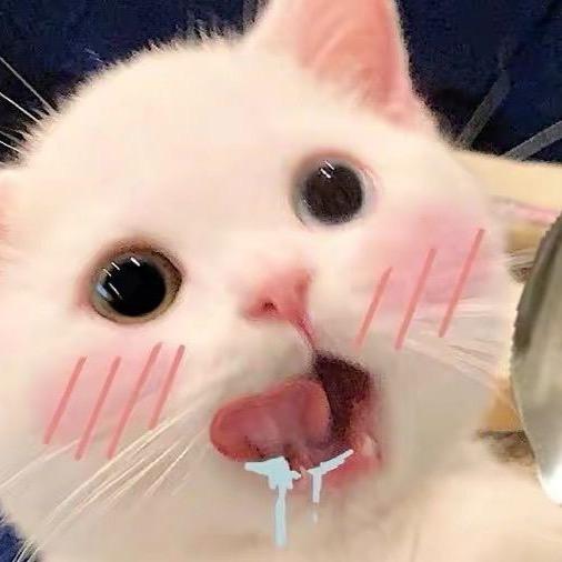 猫总