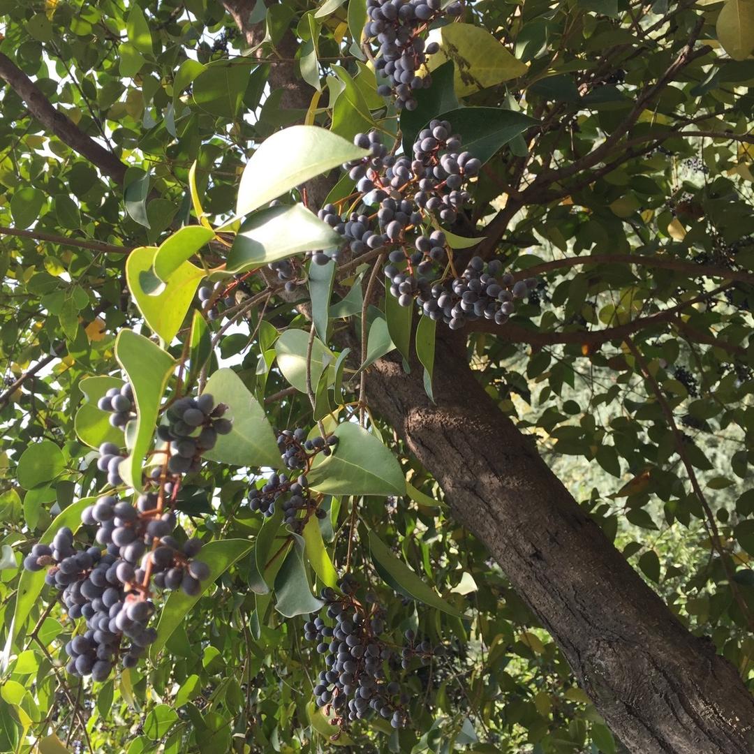 🥥🥑🥒🥕🥔🌽