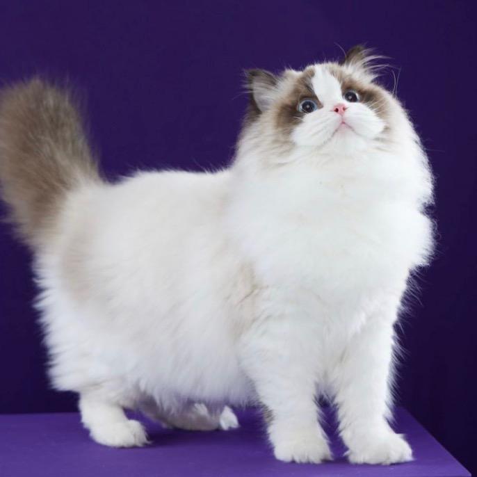 星月布偶猫