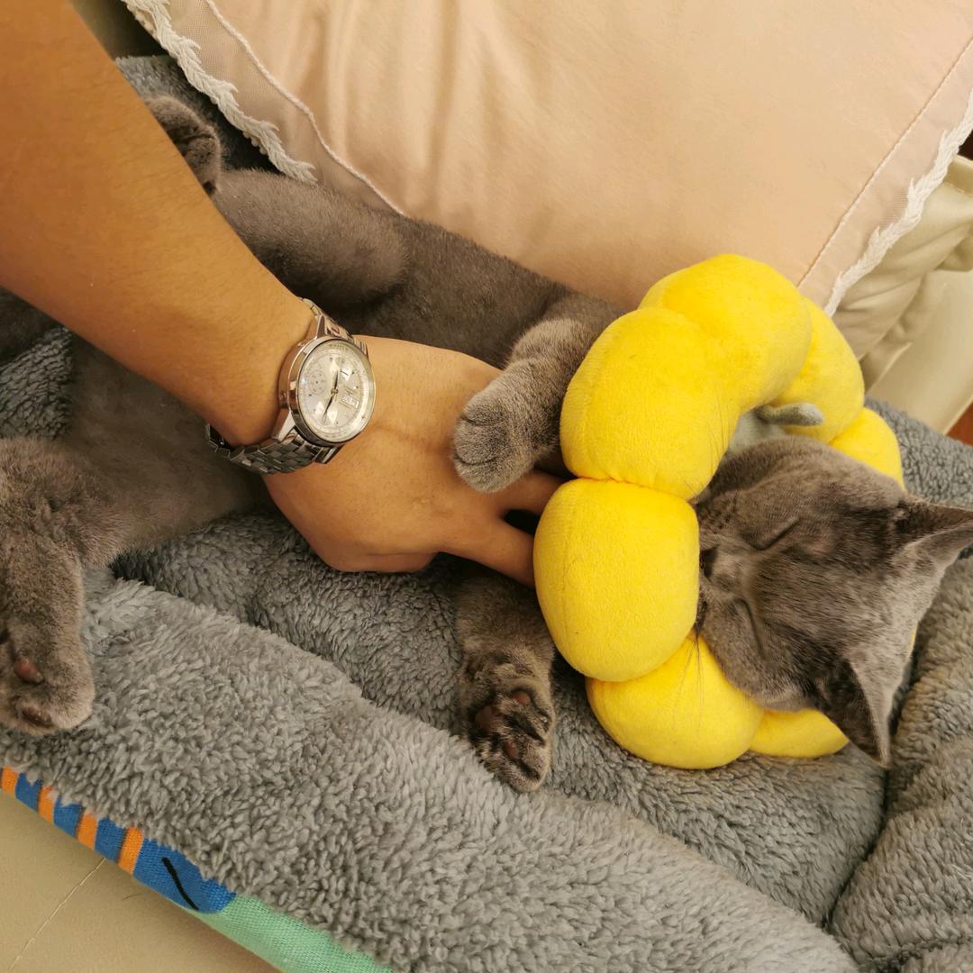 Yellow牛奶是只猫头像