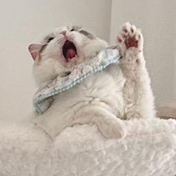 三口一头猪