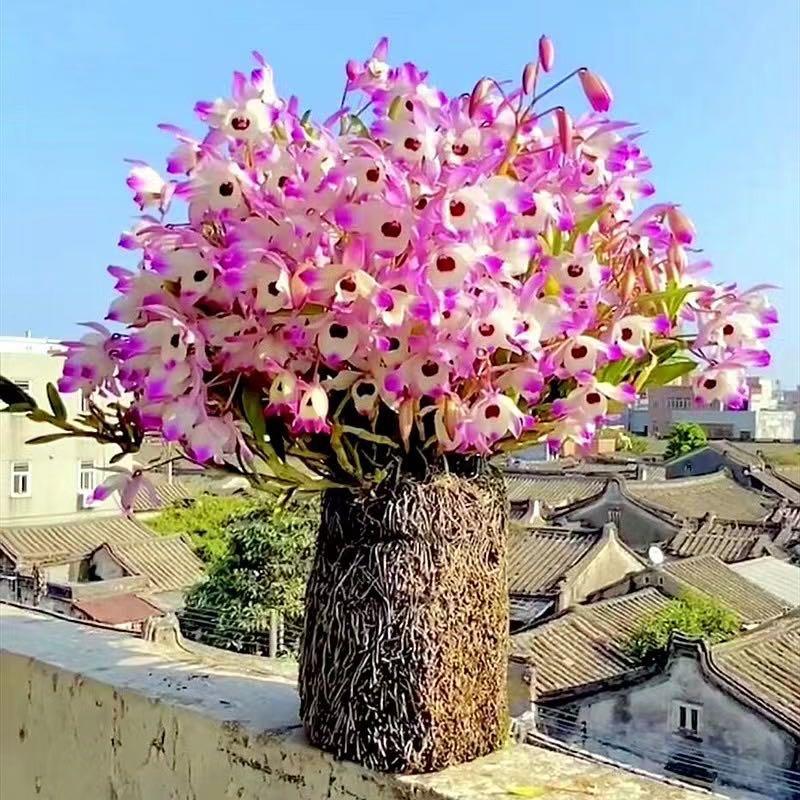 猫猫植物园
