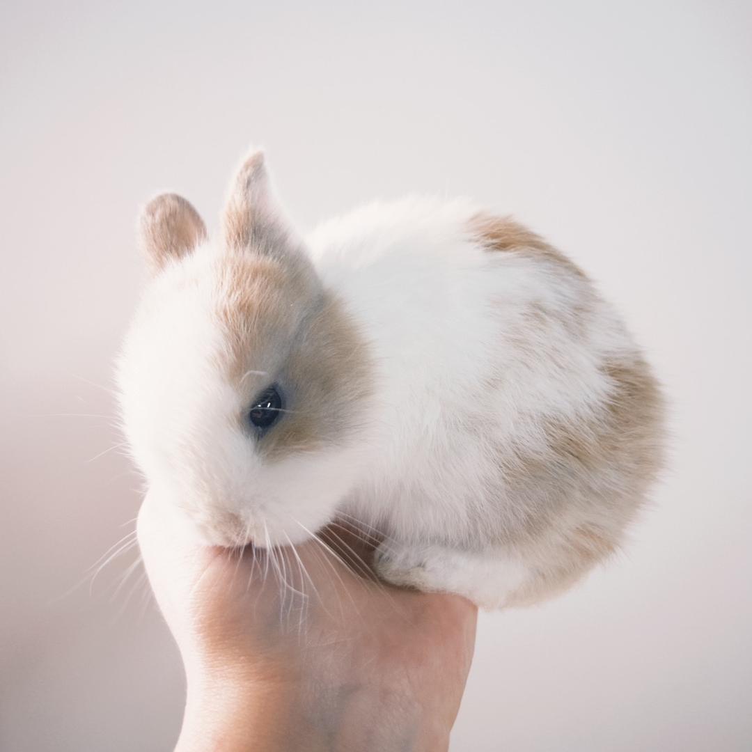 极品恶婆在我家