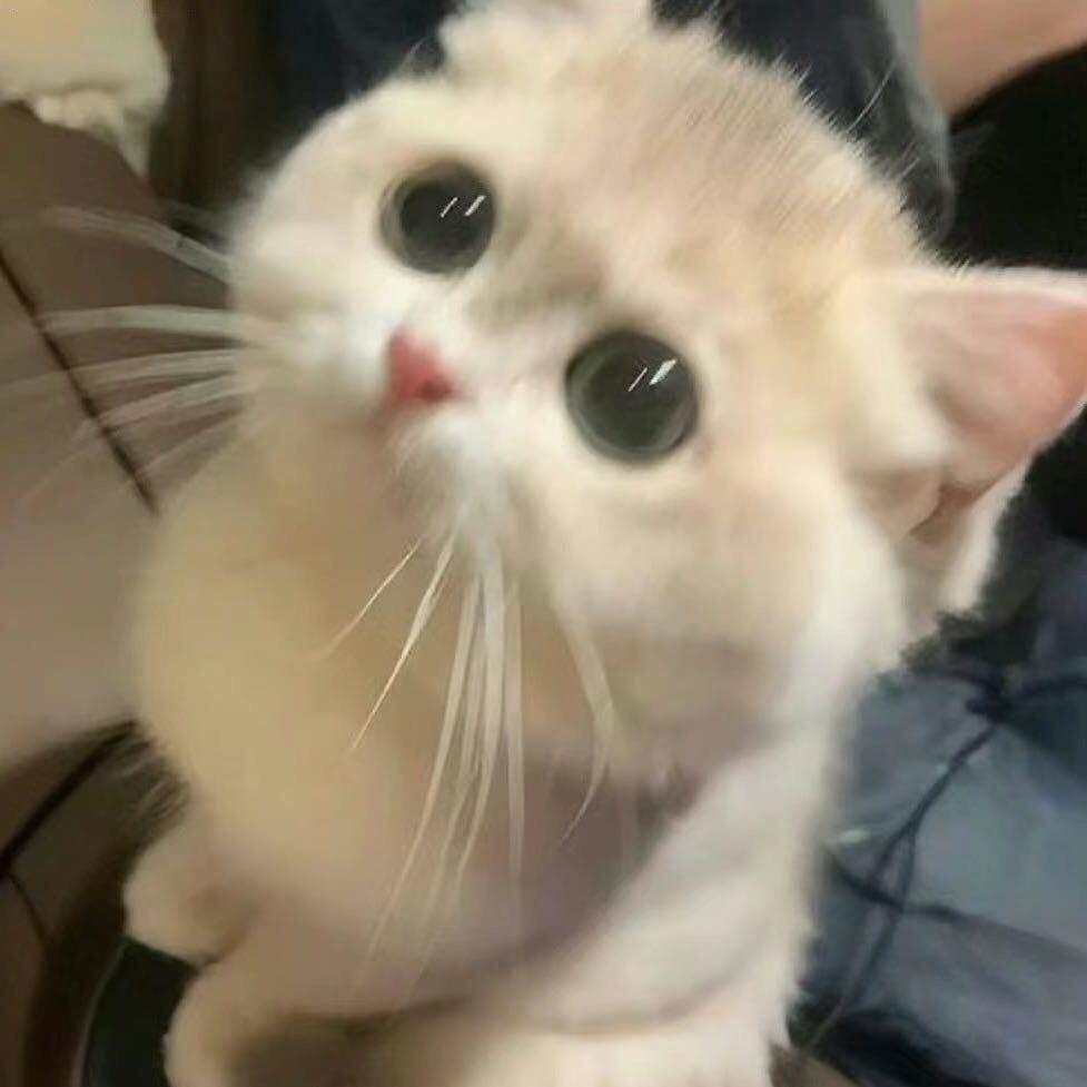 清蒸鱼