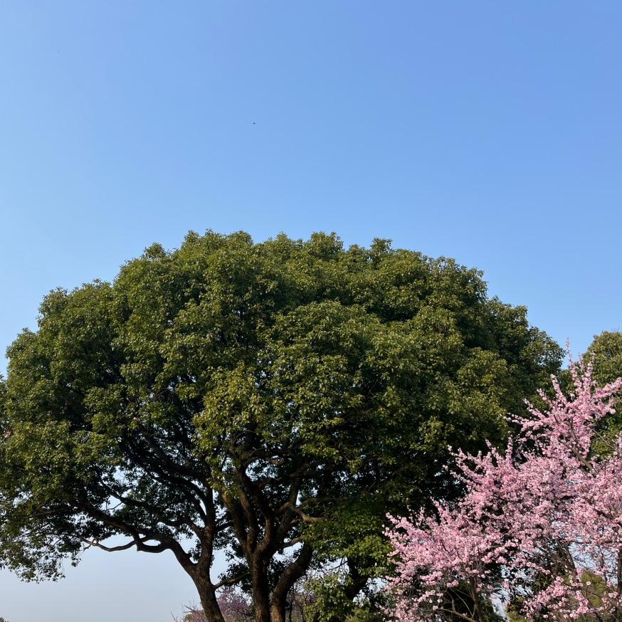 清风徐徐头像