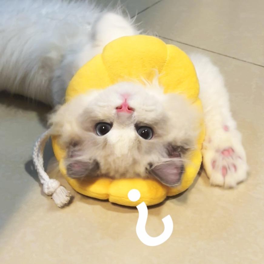曲奇小猫咪🍪