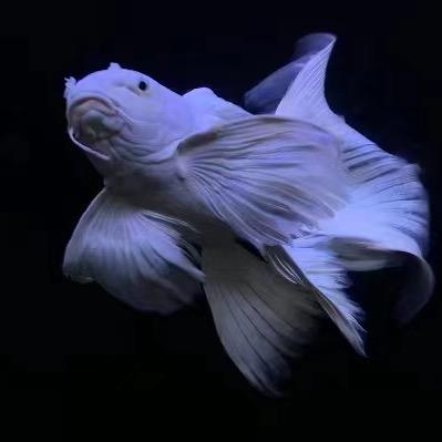 鸿渔精品蝴蝶鲤