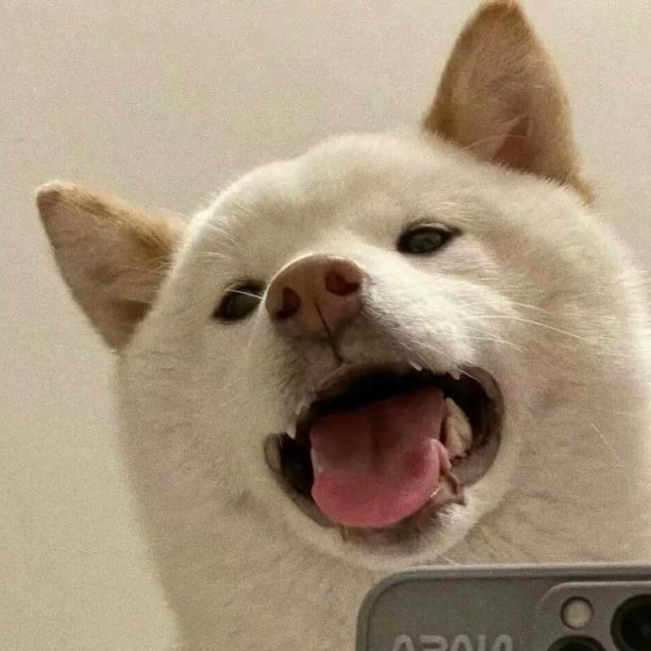 狗不理