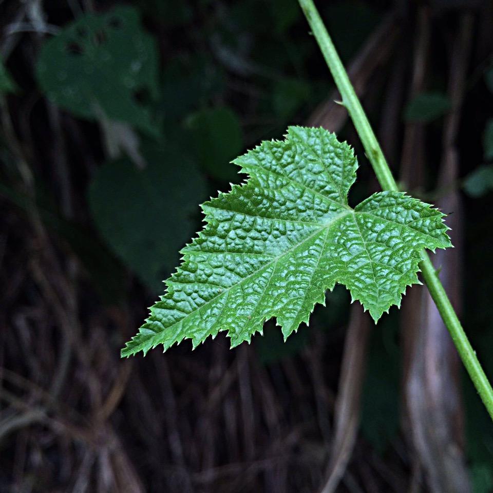 cquite