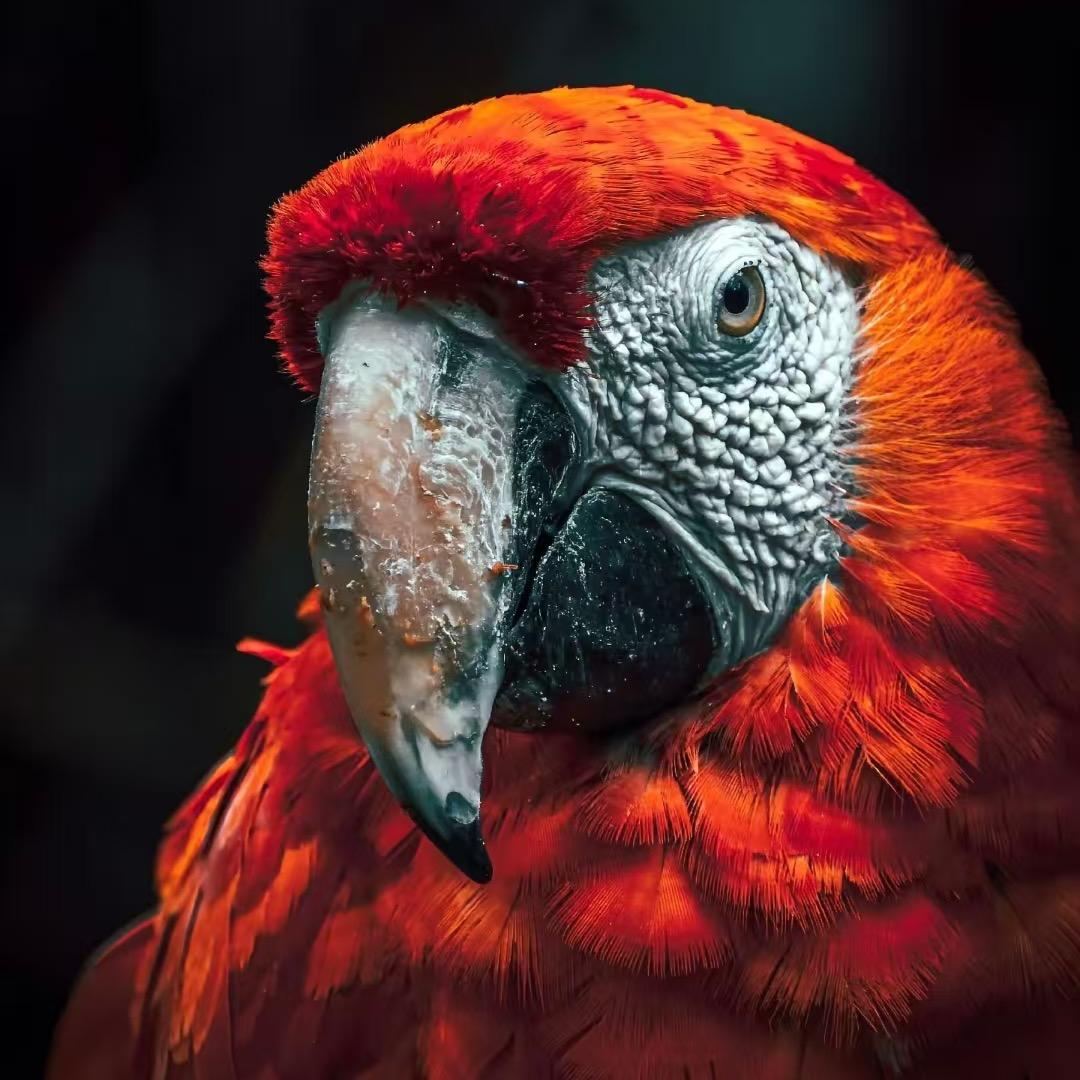 鹦鹉养殖-小天🦅