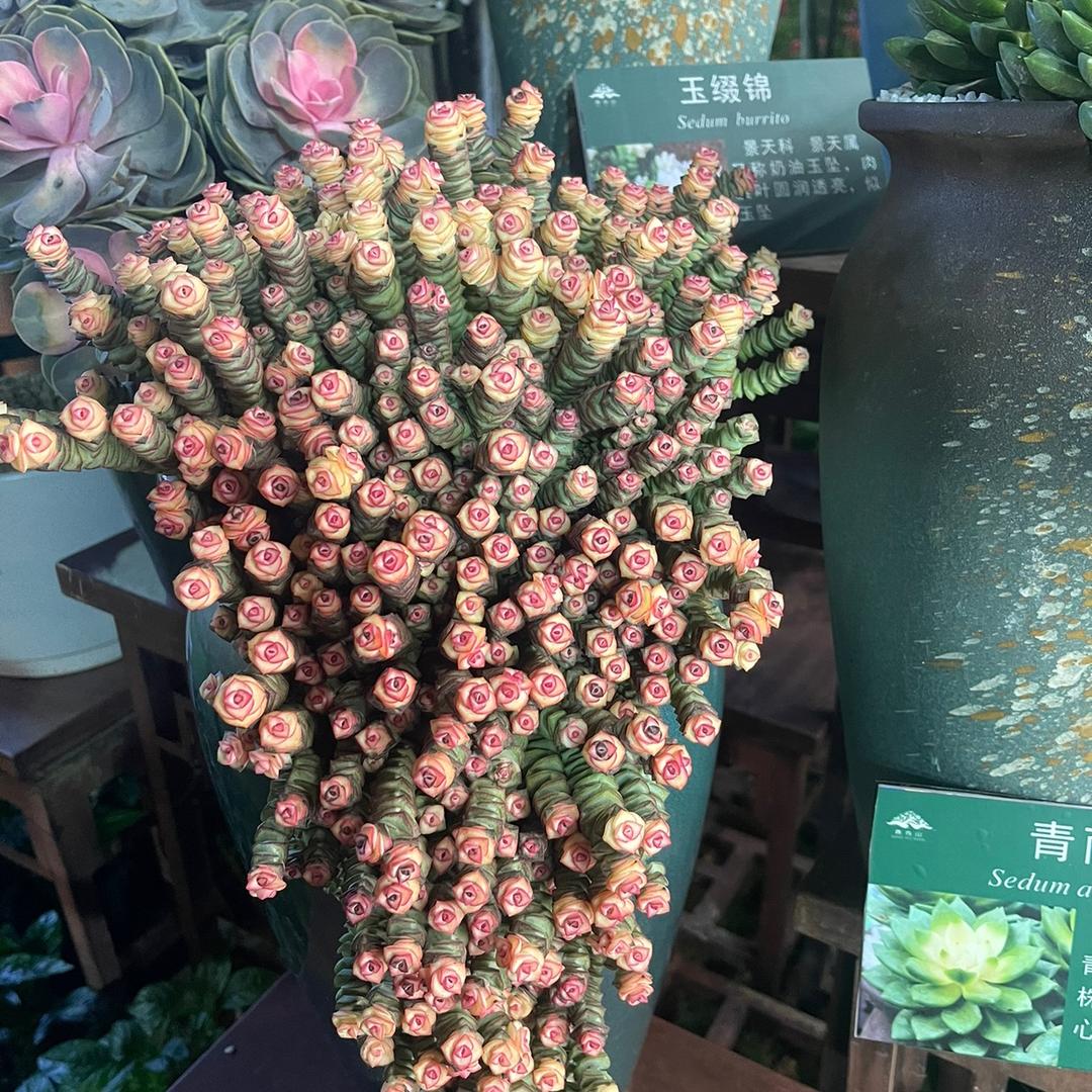 米多多
