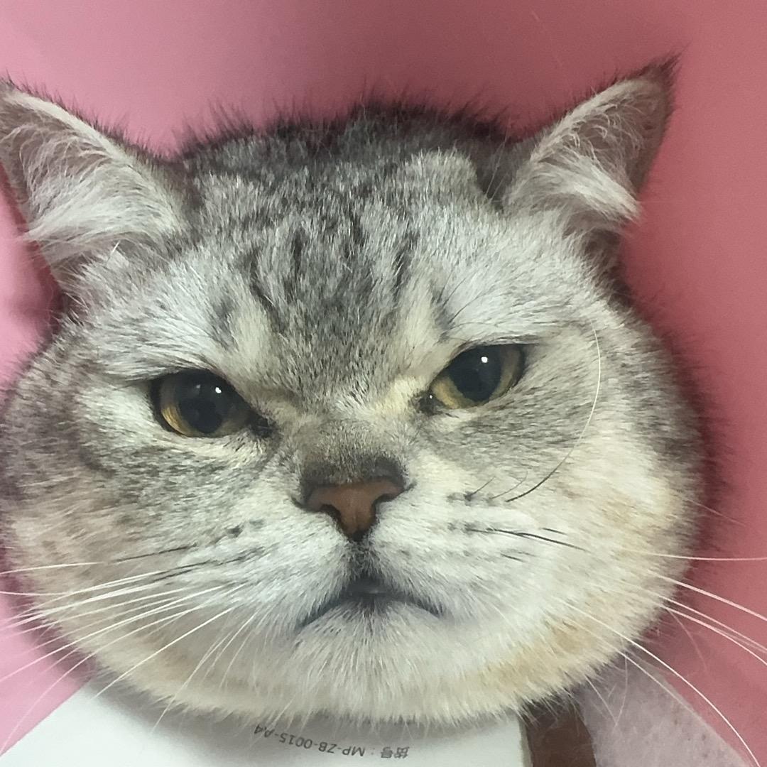 福宝