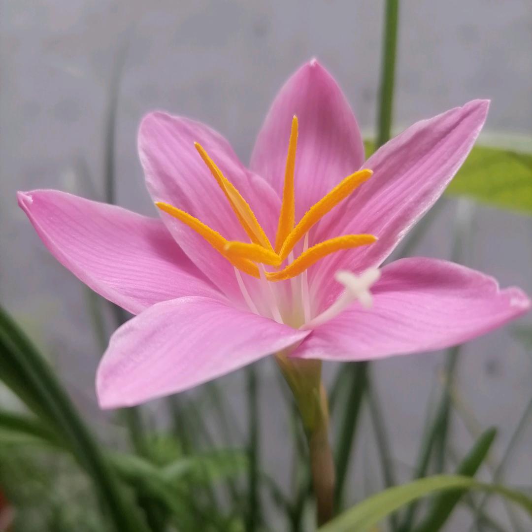 田不甜