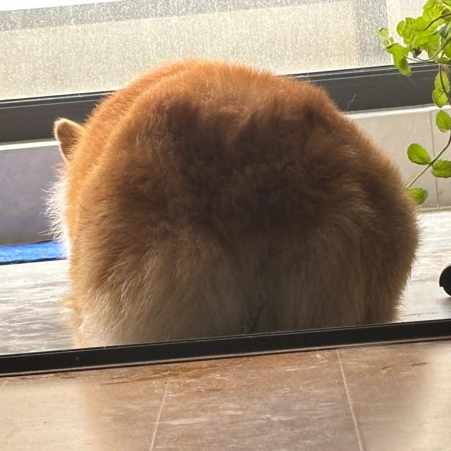 呦吼