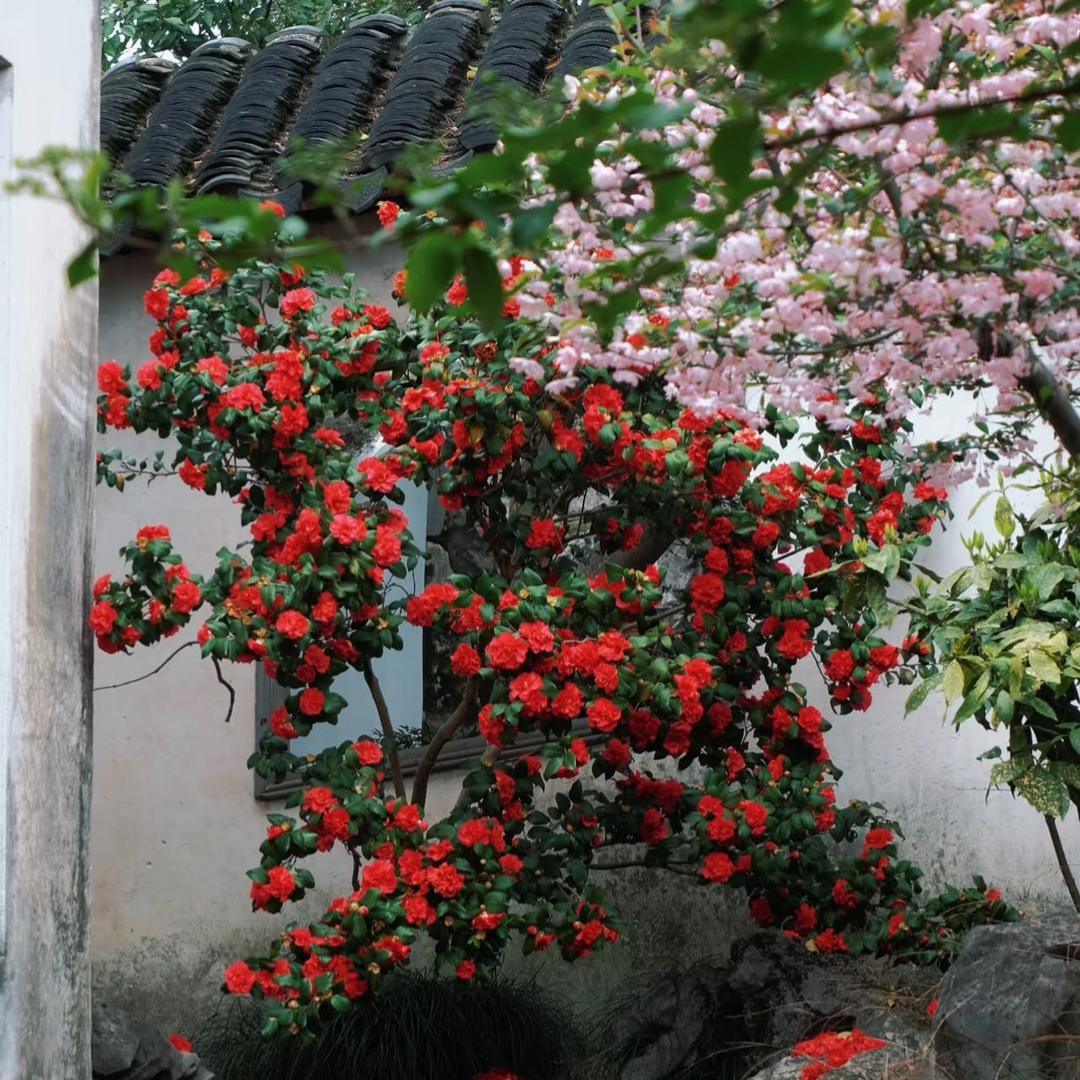 花小弟花卉园艺