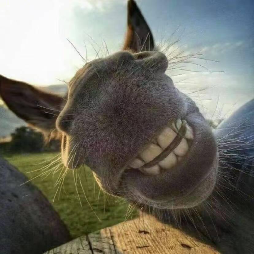 盟哥美式热狗🌭汉堡🍔