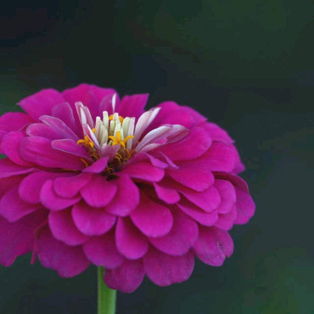 清风淡水