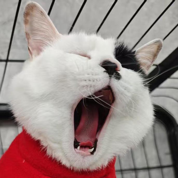 八瓜是只猫🐱