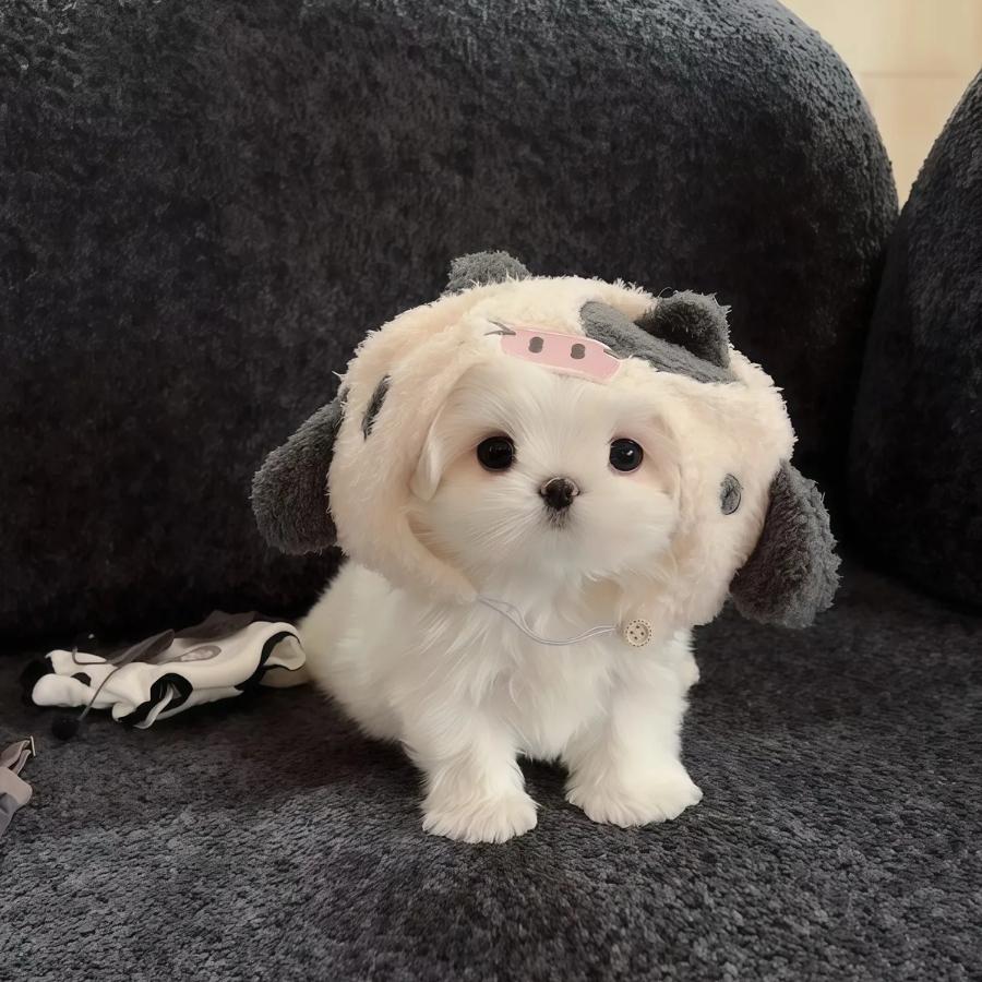 Wen文
