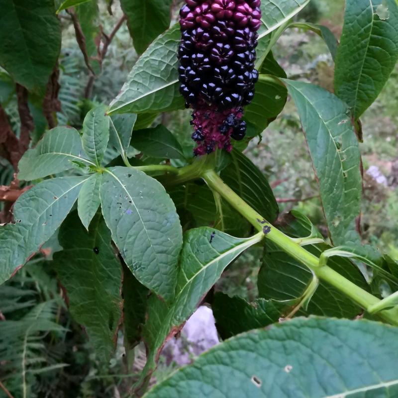玉新
