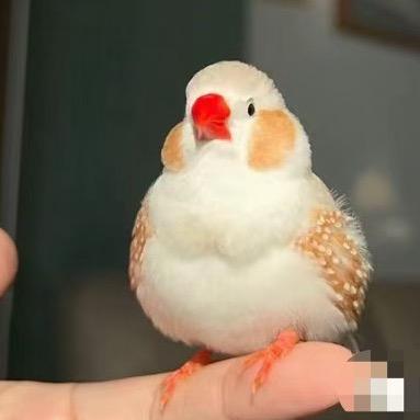 卡卡珍珠鸟