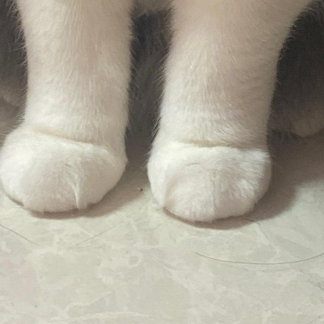 小小怪