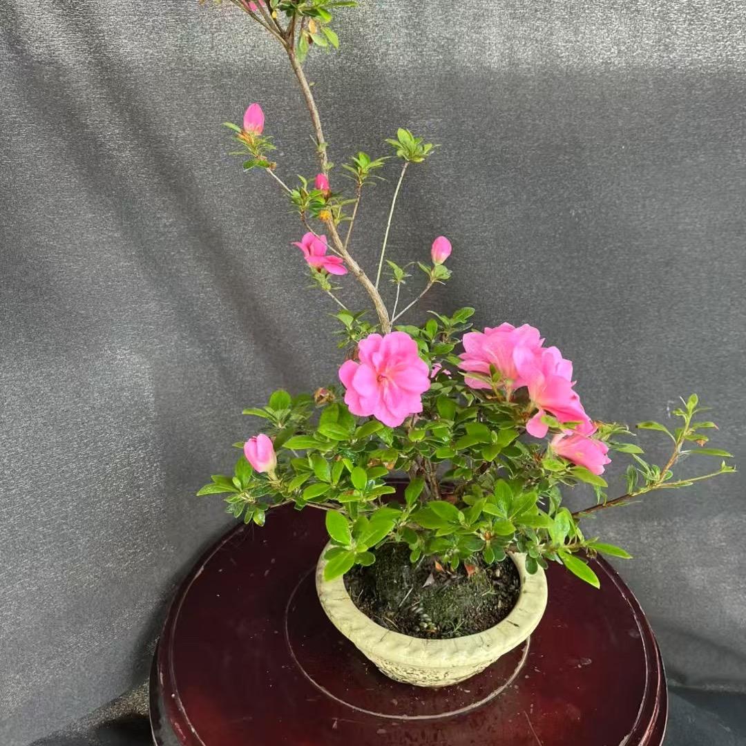译晟细辛商行
