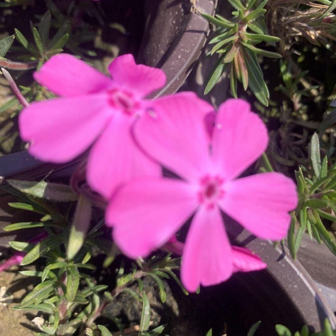 常州苗木～花开富贵