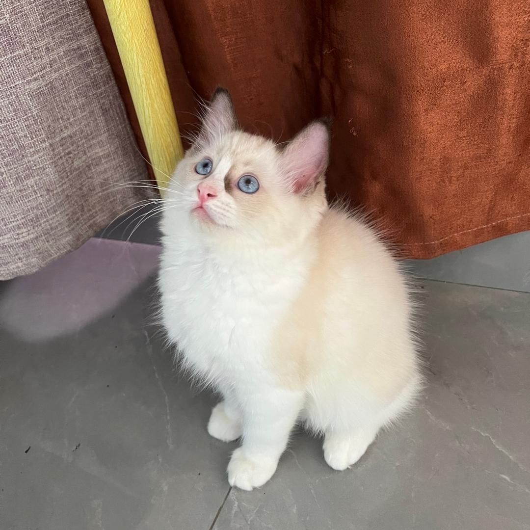 猫咪🐱