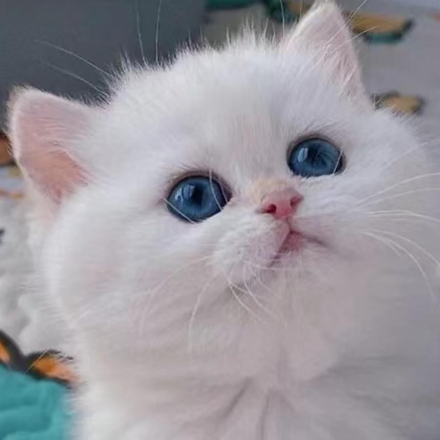 浮清酒吧