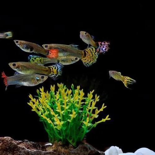 欢乐渔人水族馆的头像