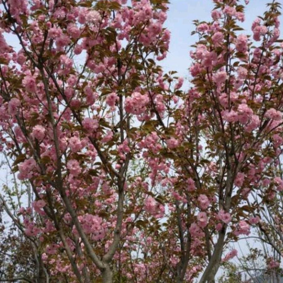 好！终于胜利了