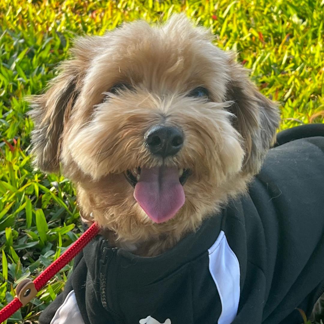 小狗安安🐶